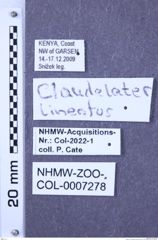 Etiketten zu Claudelater lineatus (Schwarz 1903) (NHMW-ZOO-COL-0007278)